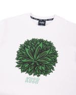 Kush - Image 4